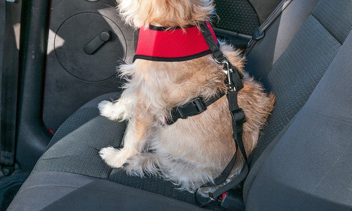 Car Seat Clip for Pets