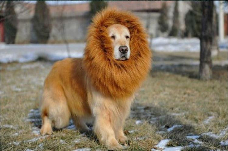 Cat or Dog Lion Mane