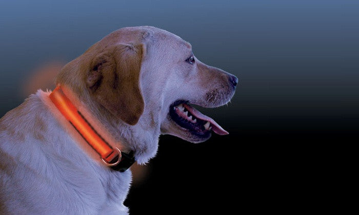 LED Dog Collars In Choice of Colour