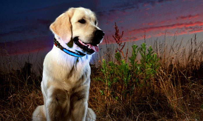 LED Dog Collars In Choice of Colour